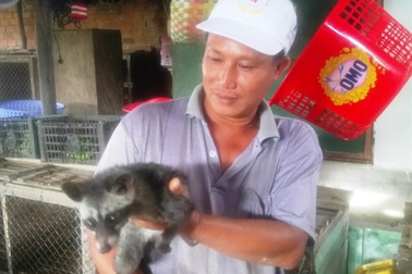 Nuôi loài chồn ngày ngủ đêm dậy đòi ăn cháo cá, lời 350 triệu đồng/năm