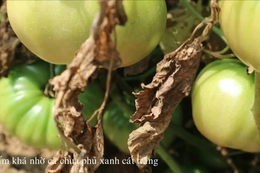 Cà chua phủ xanh cát trắng