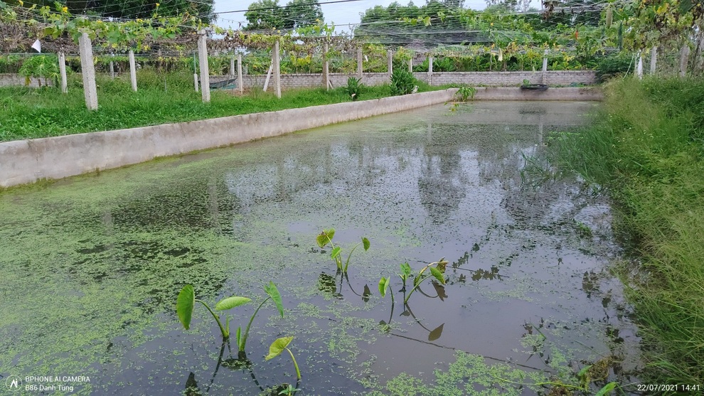 Anh nông dân 8x kiếm cả trăm triệu mỗi năm nhờ mô hình nuôi ốc nhồi - 6 Anh nông dân 8x kiếm cả trăm triệu mỗi năm nhờ mô hình nuôi ốc nhồi - 6