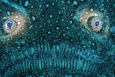 Ảnh đại dương đẹp nhất trong năm