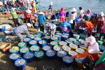 Quảng Ngãi: Trúng cá cơm, ngư dân thu 50 - 60 triệu đồng mỗi đêm.