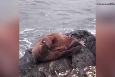 Hải mã lênh đênh trên biển hàng nghìn km vì ngủ quên