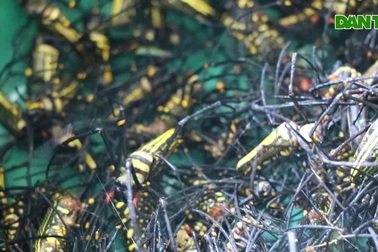 Săn "quái vật" nhiều chân, đã vào rừng là có tiền