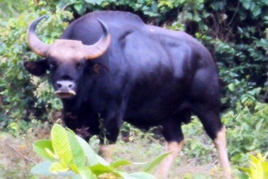 Ly kỳ chuyện bò tót ở Việt Nam