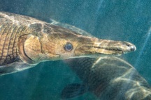 Hàng triệu người hồi hộp theo dõi cuộc săn bắt "thủy quái" ở Trung Quốc