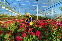 Vườn hoa giấy nhiều màu sắc mang lại thu nhập cao cho lão nông Bến Tre