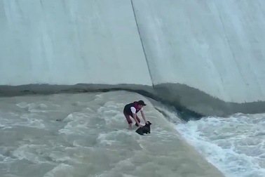 Nhóm người chung sức để cứu chú chó giữa dòng nước chảy xiết