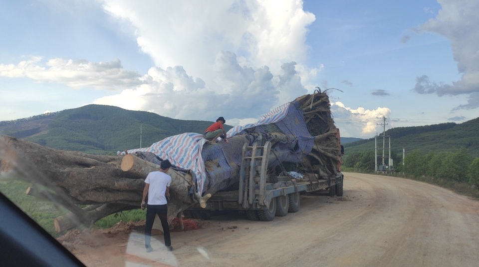 Quái thú lớn chưa từng có biến mất khỏi xứ Nghệ trong đêm - 2 Quái thú lớn chưa từng có biến mất khỏi xứ Nghệ trong đêm - 2