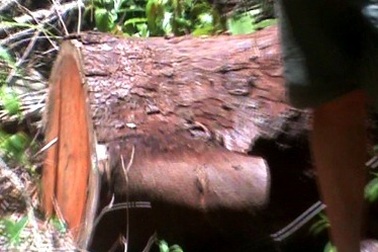 Phá rừng, đào vàng trong vùng lõi rừng nguyên sinh