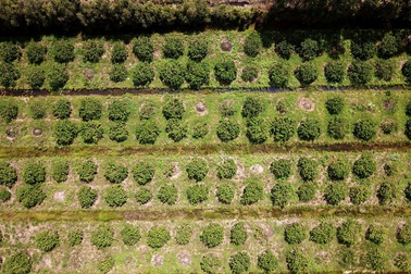 Chỉ trồng chanh không hạt, người đàn ông miền Tây mỗi năm thu trăm tỷ