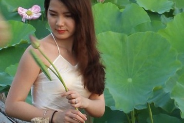 Giới trẻ Hà Thành “phát sốt” với sen Tây Hồ