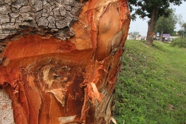 Hàng xà cừ "báu vật" bị chặt gốc nham nhở