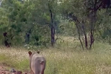 Sư tử cái cụt đuôi lang thang trên đường