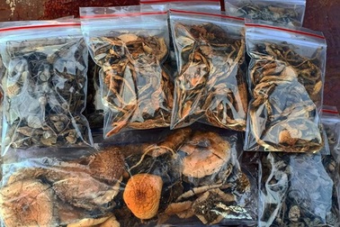 Loại nấm ăn vào thấy người khác ‘tan thành vũng nước’