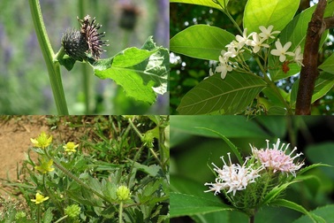 Chữa viêm đại tràng: Khó mà dễ