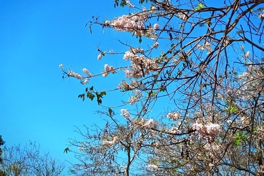 Lên Núi Cấm… ngắm Hoa Anh Đào bung nở