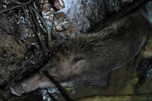 Hàng chục con lợn rừng chết bất thường trong Vườn Quốc gia Pù Mát