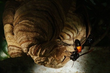 Nọc ong vò vẽ: Độc chết người, chứa chất tiêu diệt tế bào ung thư!