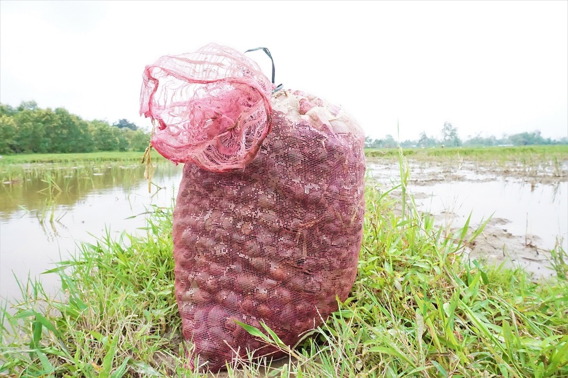Nông dân lội bùn nhặt tiền trên ruộng - 9 Nông dân lội bùn nhặt tiền trên ruộng - 9