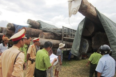 Mật phục bắt đoàn xe chở gỗ quá tải “siêu khủng”