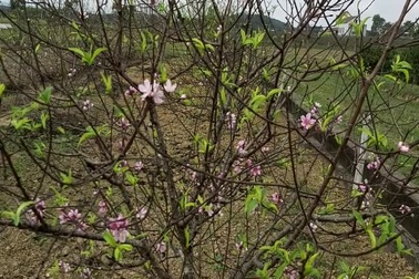 “Thủ phủ” đào dưới chân núi Ngàn Nưa vào vụ Tết