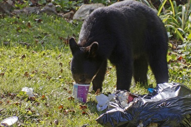 Thực phẩm chế biến sẵn có thể khiến gấu hoang ít ngủ đông và già đi
