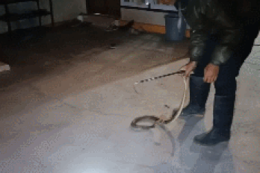 Rắn hổ mang lẩn trốn dưới ghế, suýt cắn vào chân chủ nhà