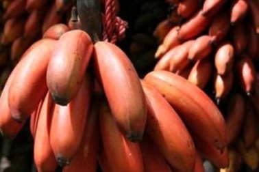 Chị em săn chuối tím đỏ siêu lạ về chưng Tết, có tiền cũng khó mua