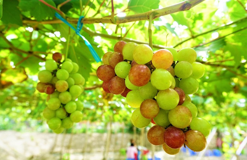 Chàng trai hô biến đất lúa thành vườn nho trĩu quả mê hoặc du khách - 2 Chàng trai hô biến đất lúa thành vườn nho trĩu quả mê hoặc du khách - 2