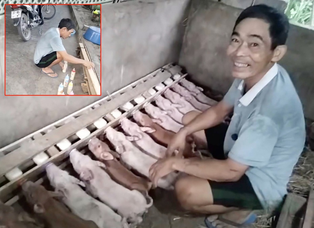 Người đàn ông nổi tiếng nhờ chế giá đặt bình sữa nuôi 14 con lợn mồ côi - 1