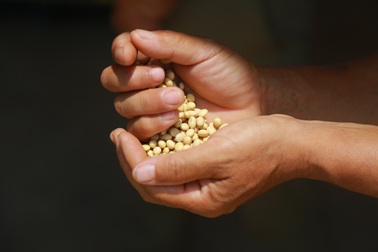 Đậu nành dược liệu - Khái niệm mới về dược liệu sạch người tiêu dùng cần biết