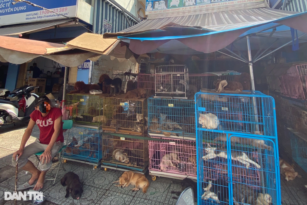 8 năm không dám bồng con đi dạo vì hàng xóm nuôi gần 100 con chó, mèo - 4 8 năm không dám bồng con đi dạo vì hàng xóm nuôi gần 100 con chó, mèo - 4