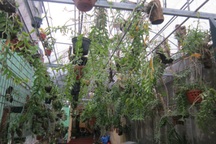 Ngắm “vườn lan rừng” giữa lòng Hà Nội