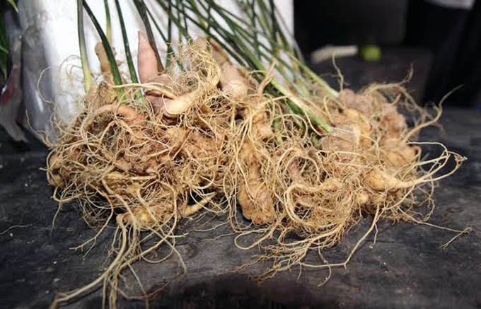 nạn trộm sâm, vườn sâm, trồng sâm, sâm Ngọc Linh, sâm Việt Nam
