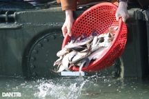 Xem livestream thả cá để phóng sinh: Tiện lợi hay biến tướng?