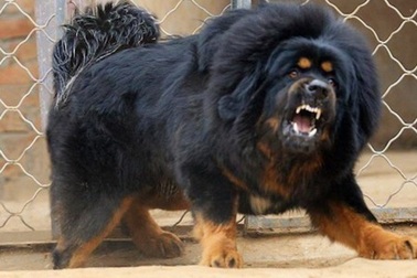 Vườn thú Trung Quốc: "Sư tử" sủa như chó!