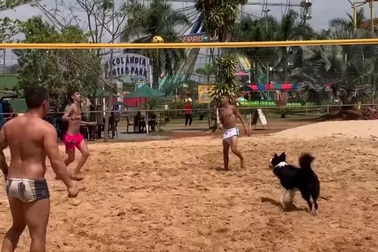 Chú chó với khả năng chơi bóng điêu luyện không thua kém gì con người