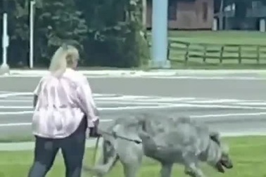 Clip người phụ nữ dắt quái thú đi dạo khiến dân mạng xôn xao và tranh cãi
