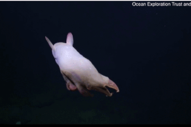 Bắt gặp bạch tuộc “ma” siêu hiếm gặp dưới đáy biển sâu