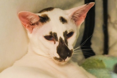 Chú mèo xấu nhất thế giới có giá 70.000 USD đi thi hoa hậu