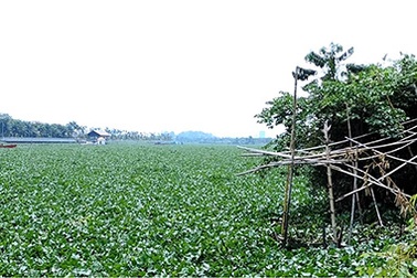 Lục bình bủa vây trên sông Sài Gòn