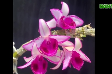 Chiêm ngưỡng giò lan phi điệp tím khiến dân chơi đứng ngồi không yên