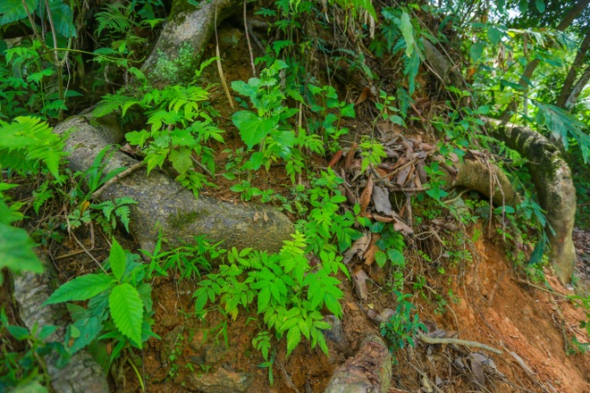 Chiêm ngưỡng “cụ đa cổ thụ hơn 300 năm tuổi ở Cao Bằng - 7 Chiêm ngưỡng “cụ đa cổ thụ hơn 300 năm tuổi ở Cao Bằng - 7