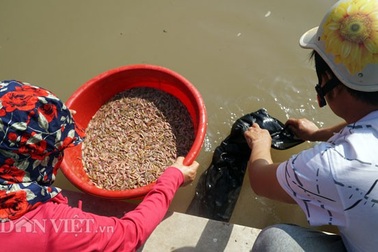 Bỏ bục giảng, thầy giáo về thu con "lộc trời" kiếm cả tỷ đồng