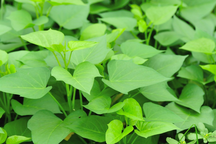 Công dụng bất ngờ của rau khoai lang với bệnh ung thư