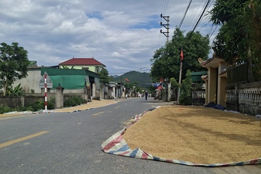 Người dân phơi lúa tràn lan trên đường khi vào vụ mùa