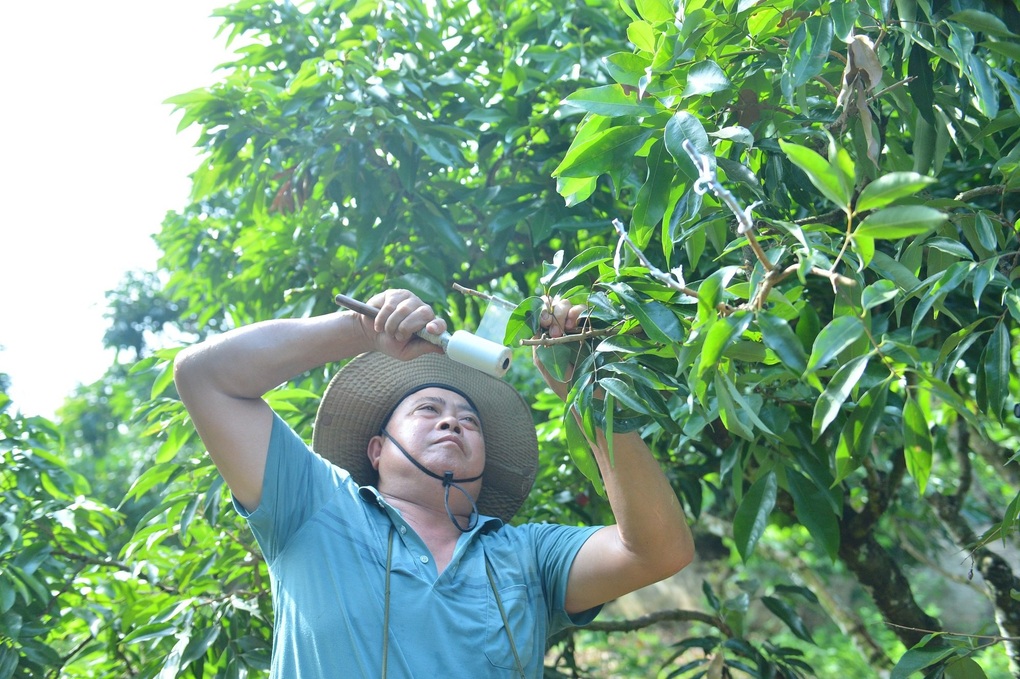 Lão nông Bắc Giang trồng vải không hạt lạ, ở Nhật Bản bán 5 triệu đồng/kg - 4 Lão nông Bắc Giang trồng vải không hạt lạ, ở Nhật Bản bán 5 triệu đồng/kg - 4