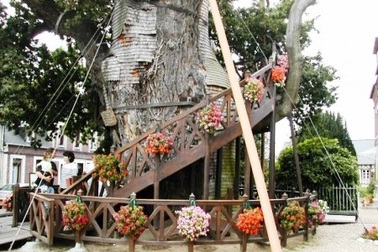 Nhà thờ độc đáo trên cây sồi nghìn tuổi