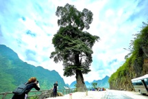 Độc đáo "cây cô đơn" 250 năm tuổi, 5 người ôm không xuể ở Hà Giang