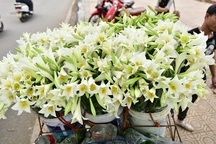 Tháng tư về, hoa loa kèn tinh khôi xuống phố Hà Nội